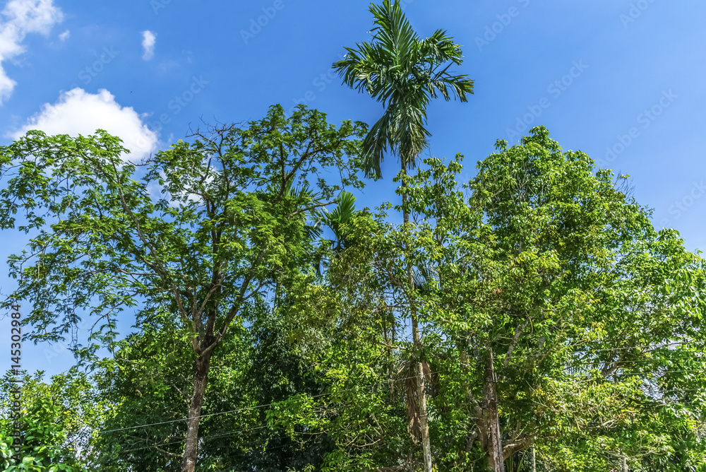 Fototapeta premium Green tree, blue sky and clouds beautiful background in summer