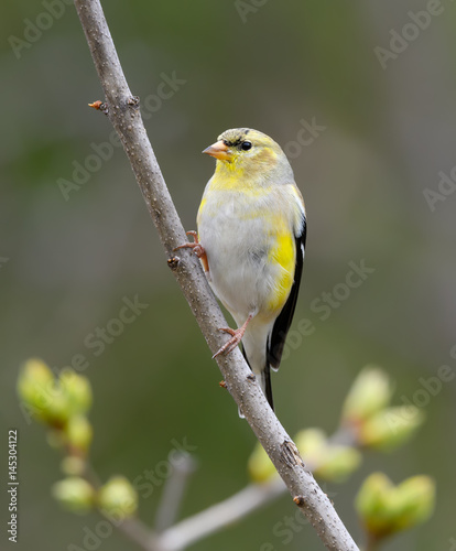 Male American Goldfinch in Spring