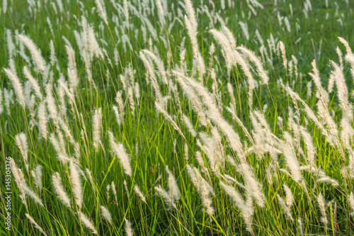 feather pennisetum or Pennisetum pedicellatum Trin swaying at rural garden in summer season, thailand