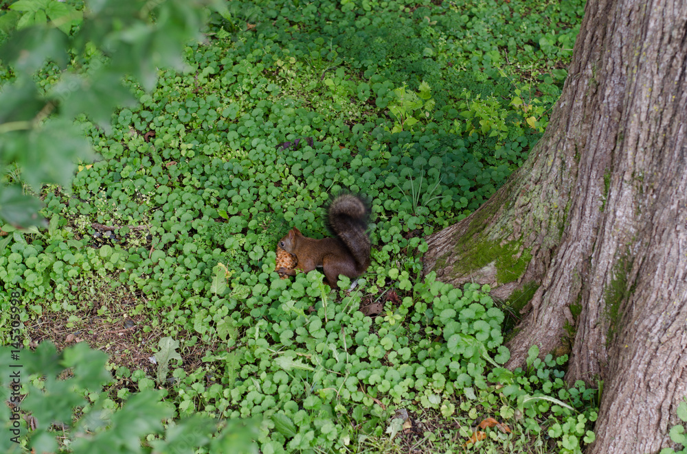 Obraz premium 栗鼠