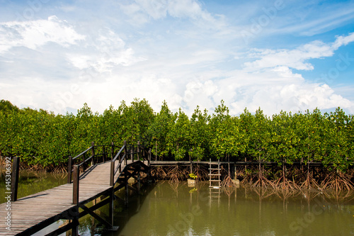 wooden bridge pathway at mangrove forest