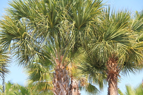 Palm trees © sarazig