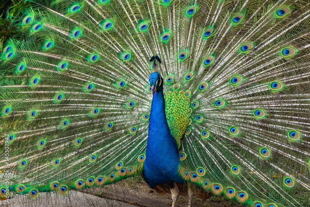 Obraz premium Beautiful peacock showing it feather