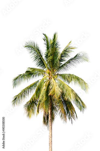 Coconut tree on white background © guykantawan