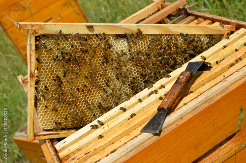 Beehive brood frame with big drone cells wax honeycomb