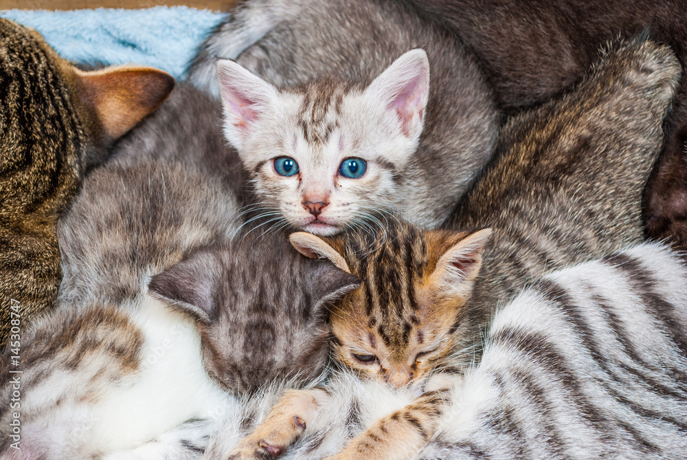 Closeup to Blue Eyes Kitten with Family
