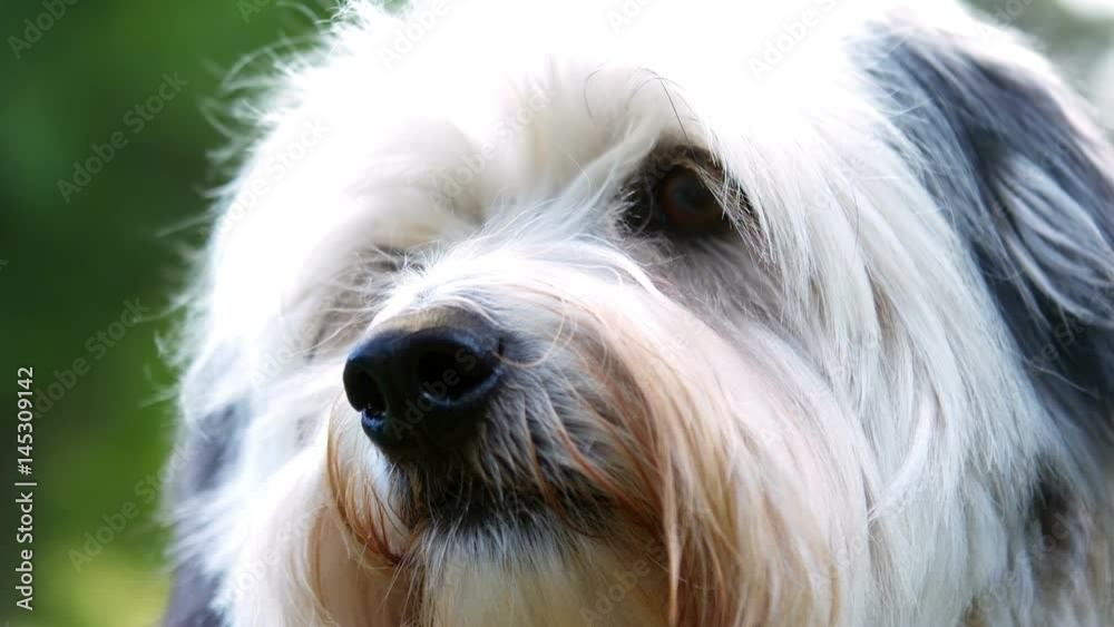 Havanese looking around in park Havanese looking around in park