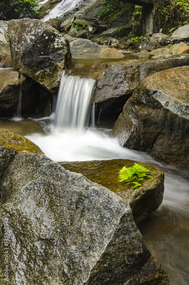 Beautiful nature, wet rock and fern leaf surrounded by green tropical forest and river Beautiful nature, wet rock and fern leaf surrounded by green tropical forest and river