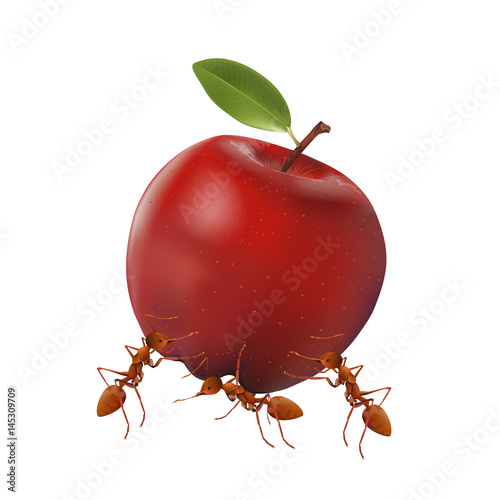 The Ants powerful carrying apple isolated on white background