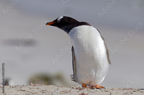Stretching Gentoo penguin at Falkland Islands.