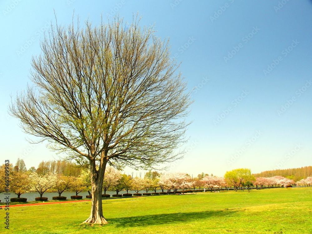 Obraz premium 草原と立ち木と桜