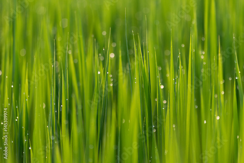 雨上がり雫が光る稲の苗
