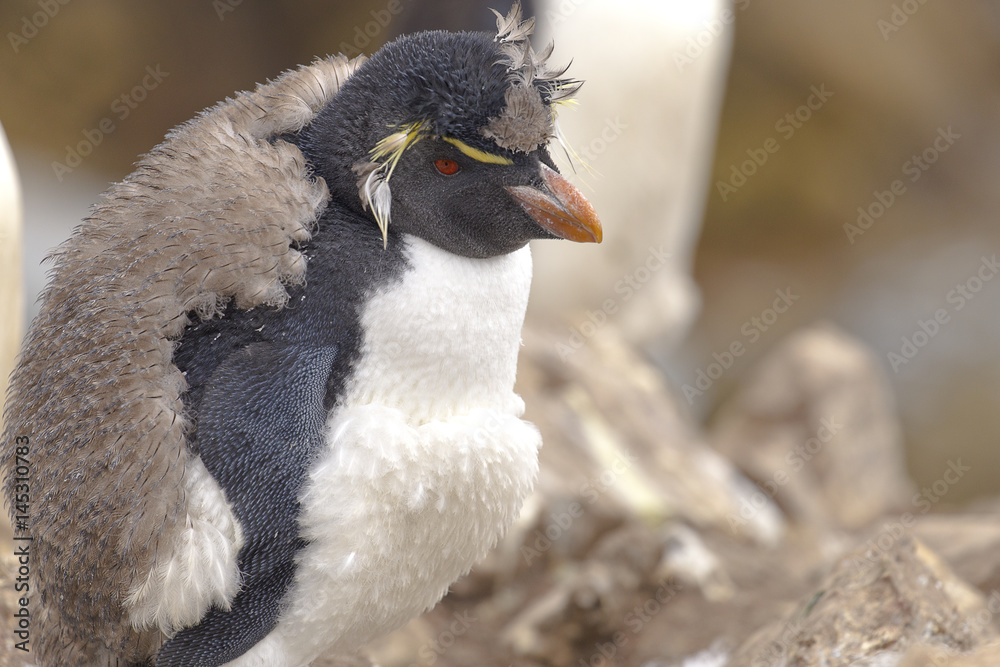 Obraz premium Molting chubby Rockhopper at Falkland Islands.