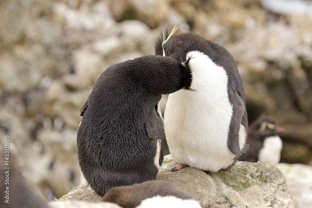 Fototapeta premium Kissing Rock Hopper penguins at Falkland Islands.
