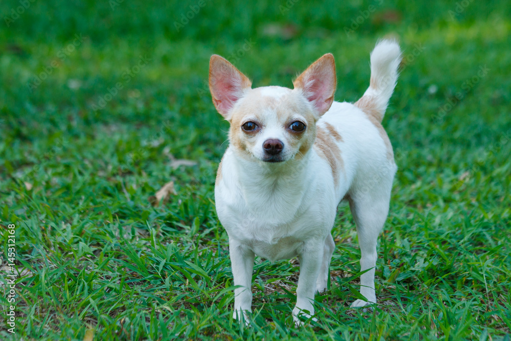 Chihuahua Dog,Chihuahua Dog pet is cute.
