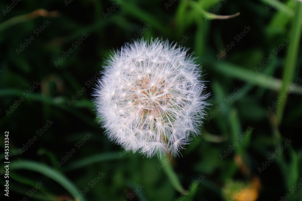 A close up shot of a dandelion. A close up shot of a dandelion.