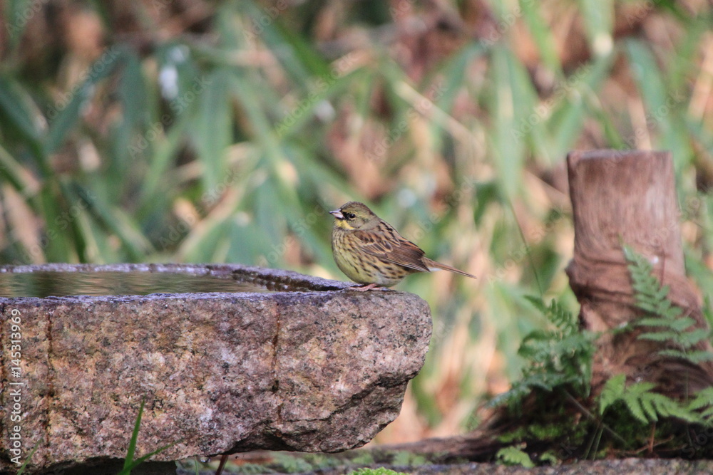 Obraz premium アオジ