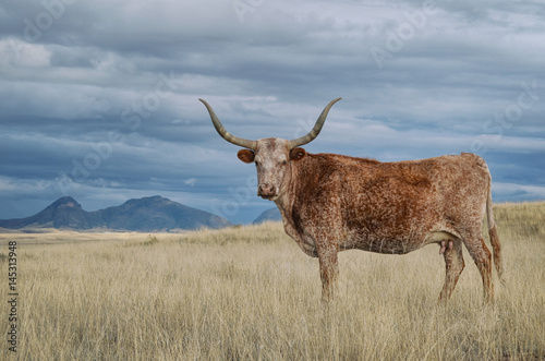 Longhorn in Sonoita, Arizona