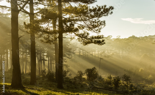 Morning in the wood