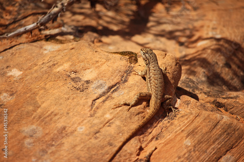 A fence lizard sits in the desert sun on sandstone boulder.