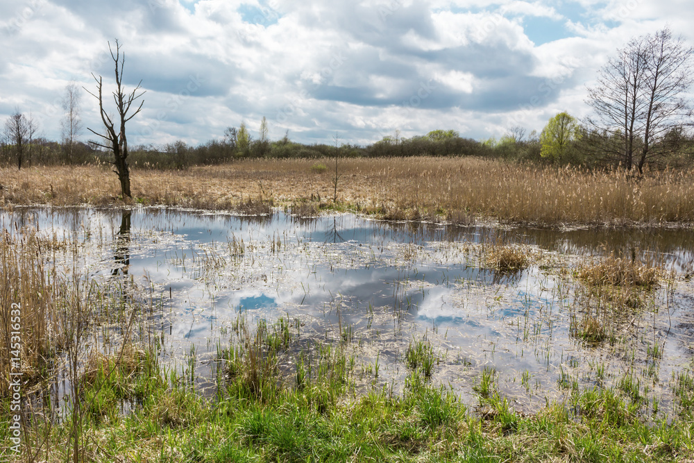 Fish pond in the spring in the middle of April. Yellow last year's reed on the shore. A withered tree in the background. Podlasie, Poland.