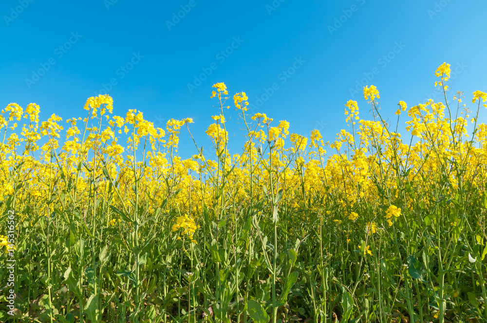 Blühendes Rapsfeld unter blauem Himmel, Brassica napus, Landwirtschaft, Rapsanbau Blühendes Rapsfeld unter blauem Himmel, Brassica napus, Landwirtschaft, Rapsanbau