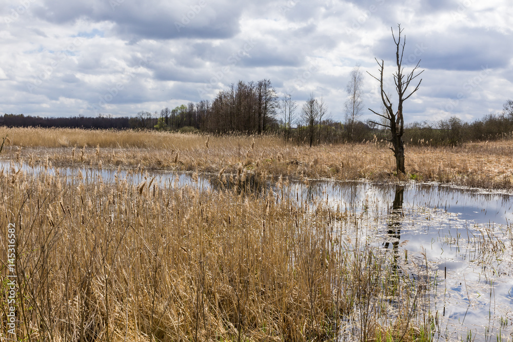 Fish pond in the spring in the middle of April. Yellow last year's reed on the shore. A withered tree in the background. Podlasie, Poland.