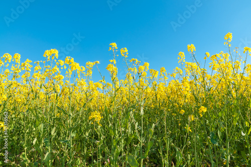 Blühendes Rapsfeld unter blauem Himmel, Brassica napus, Landwirtschaft, Rapsanbau