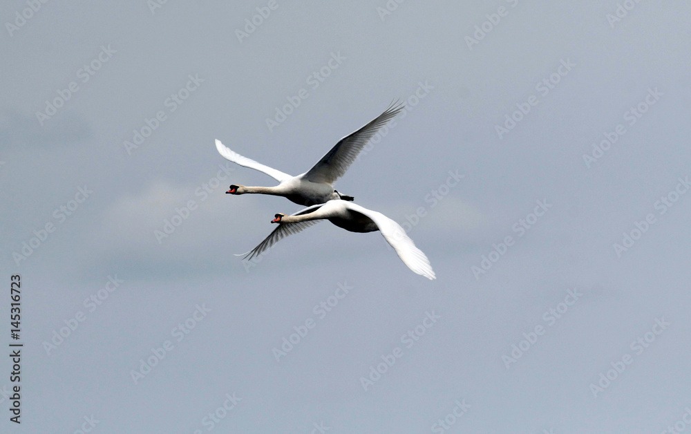 Pair of swans flying over the River Danube at Zemun in the Belgrade Serbia. Pair of swans flying over the River Danube at Zemun in the Belgrade Serbia.