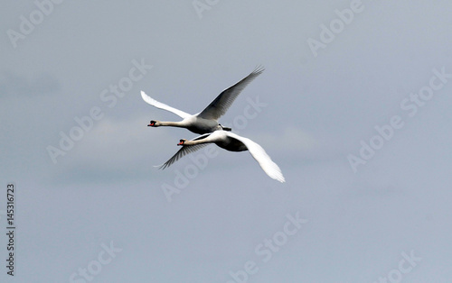 Pair of swans flying over the River Danube at Zemun in the Belgrade Serbia.