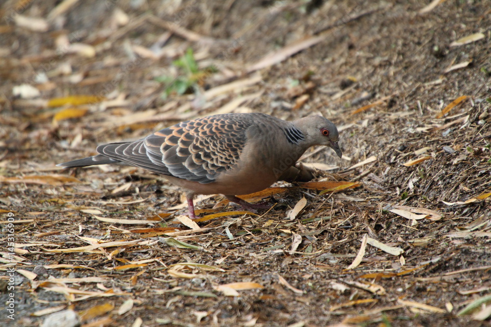 Fototapeta premium キジバト