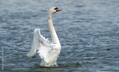 Angry wild swan splashing , mute swan spreads its wings on Danube river in Zemun, Belgrade, Serbia. photo