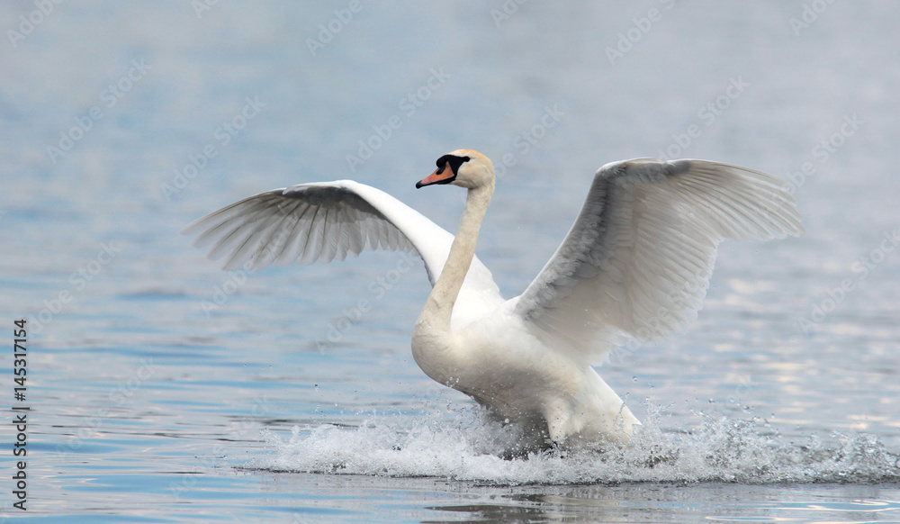 Mute swan landing on the Danube river in Zemun, Belgrade, Serbia. Mute swan landing on the Danube river in Zemun, Belgrade, Serbia.