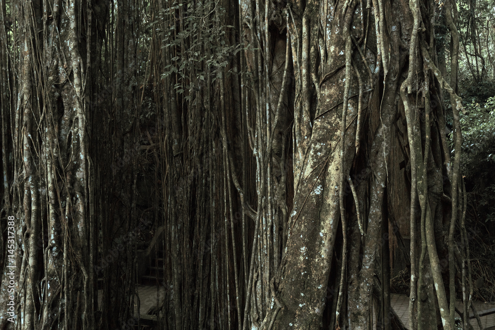Tropical jungle at the Sacred Monkey Forest Sanctuary, Ubud, Bali, Indonesia