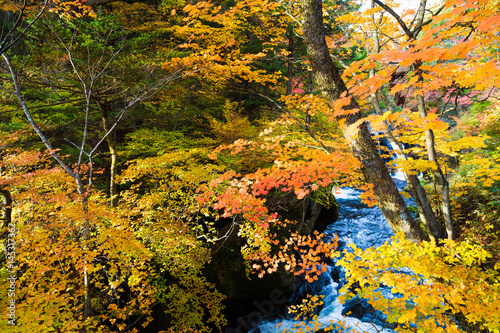 Authumn waterfall with colorful maple leaf