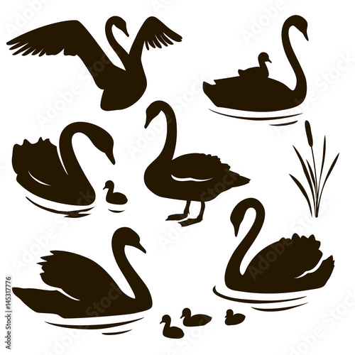 Fototapeta Naklejka Na Ścianę i Meble -  Vector set of decorative birds. Swan with nestling. Swan silhouette