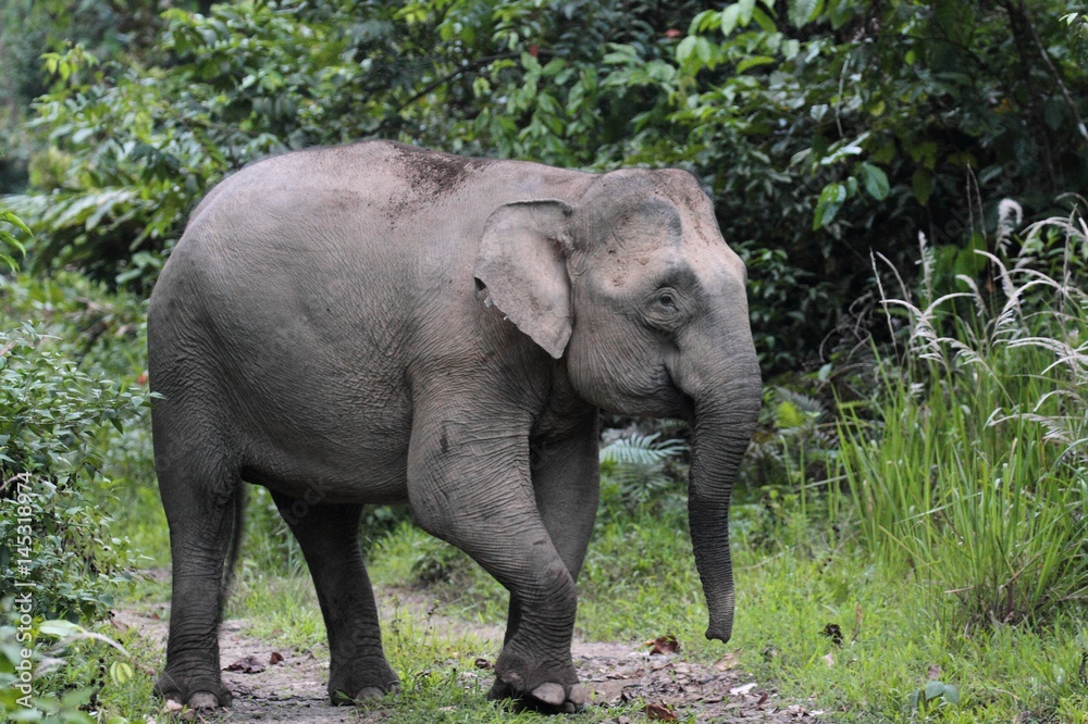 Borneo Pygmy Elephant (Elephas maximus borneensis) - ボルネオゾウ