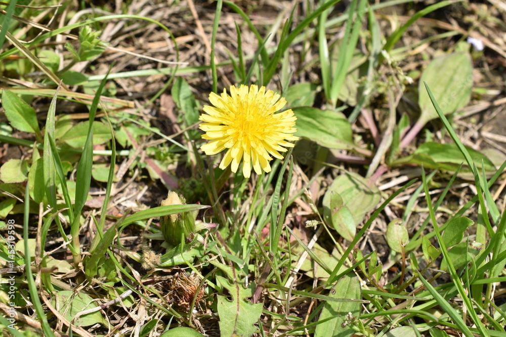 土手に咲くタンポポ　Dandelion