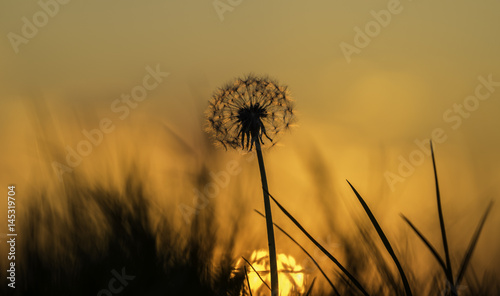 Dandelion sunrise  9th May 2016