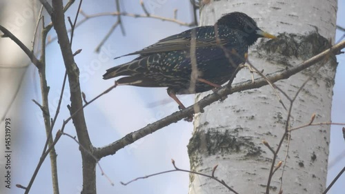Starling