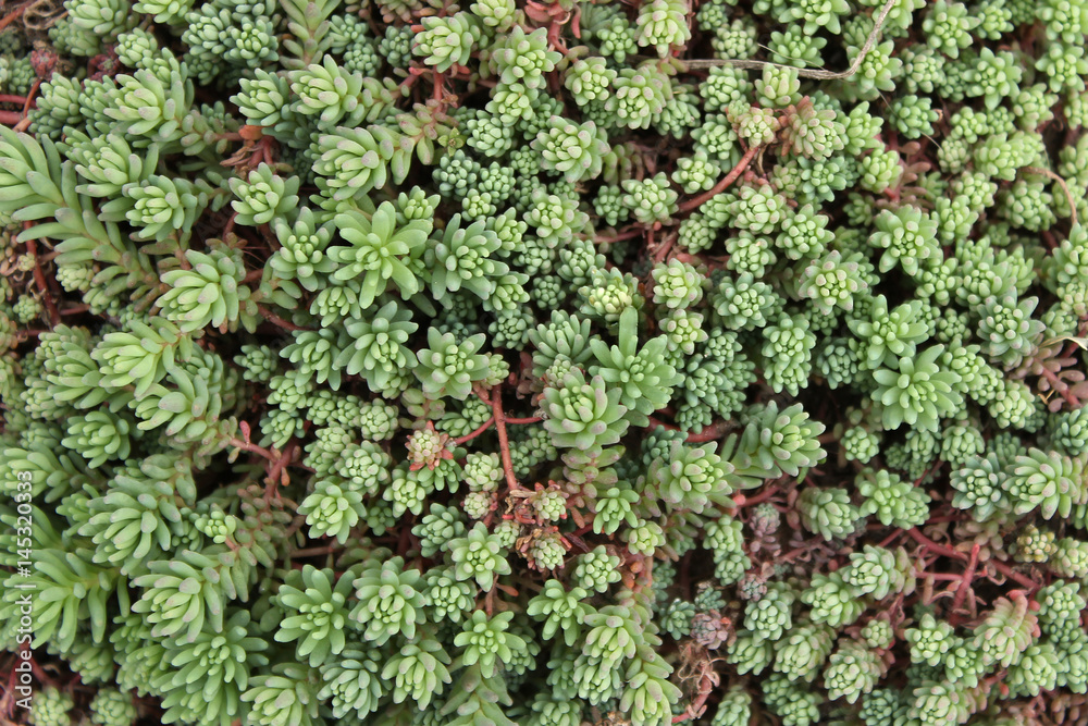 Succulent Succulent