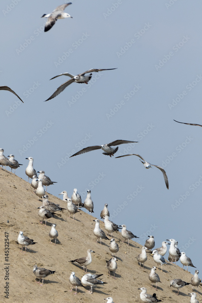 Gull (Larus sp.)