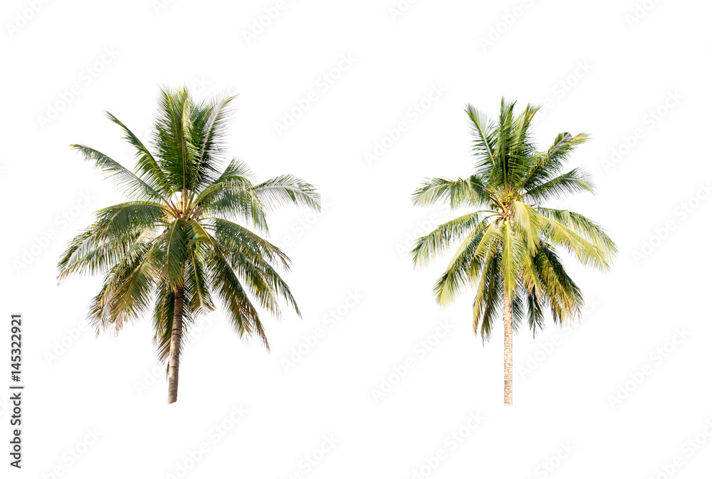 Obraz premium Coconut palm trees on white isolation