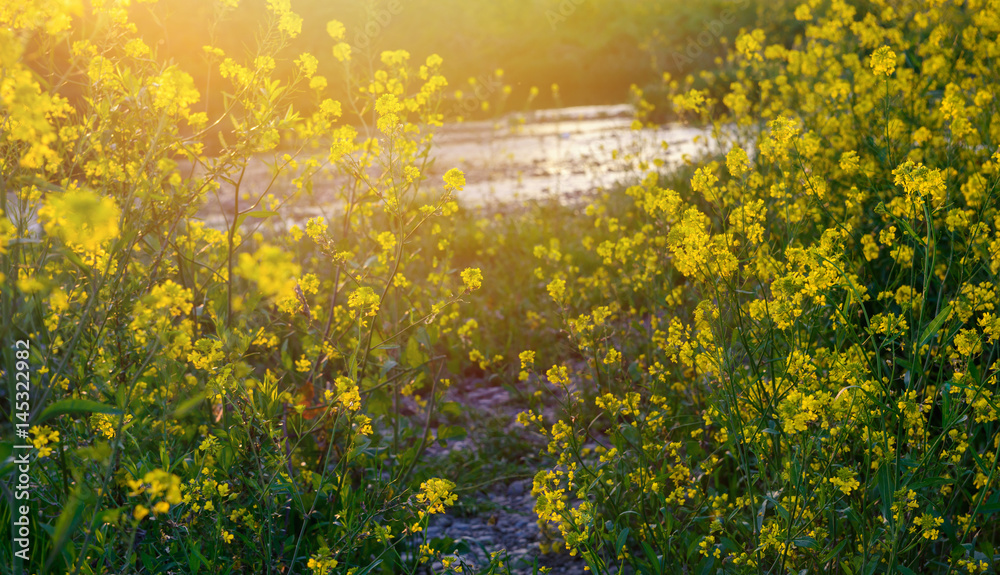 Fototapeta premium 春の川岸、菜の花。