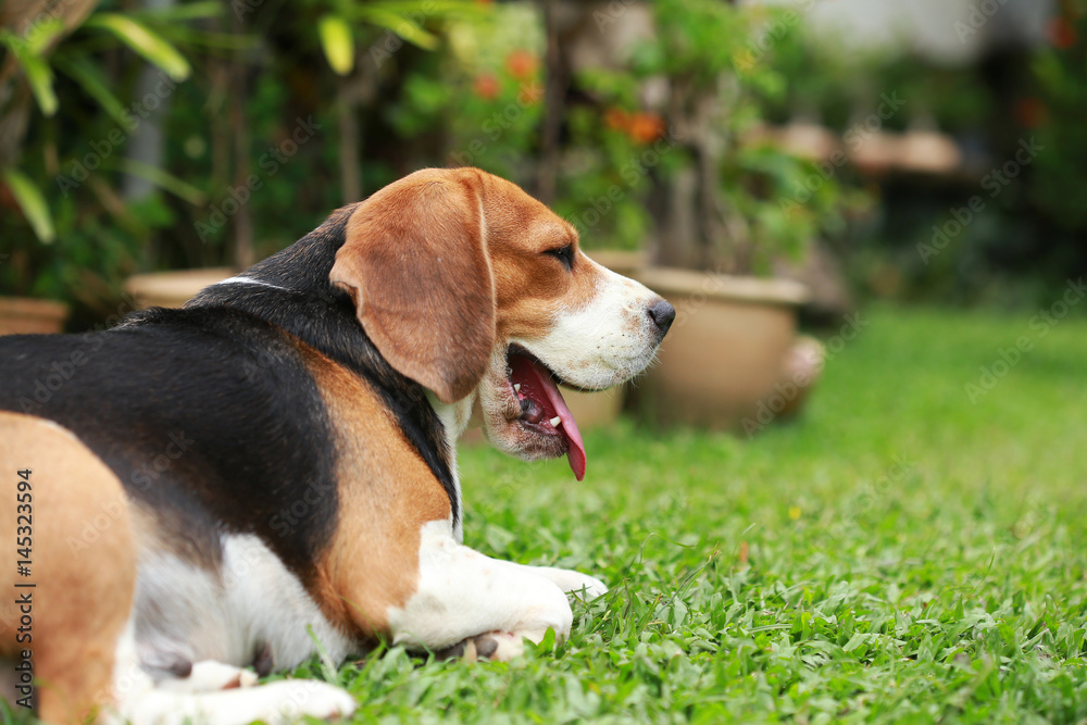 Purebred beagle dog alone at home
