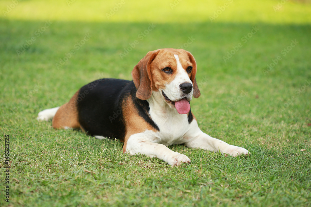 Purebred beagle dog alone at home
