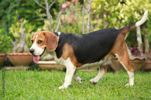 Purebred beagle dog alone at home 