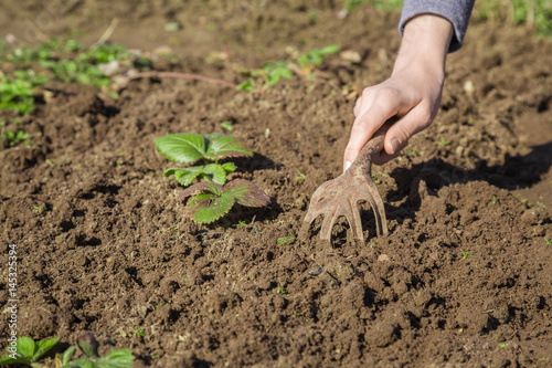 Woman's hands holding a old tool and weeding the ground around a strawberry plant in sunny spring after winter season. In early spring preparations for the garden season.