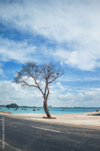 Dry tree on the shore of the Indian Ocean photo