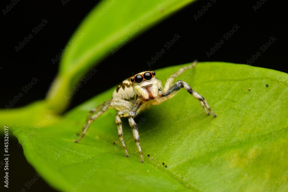 The Jumping Spider The Jumping Spider